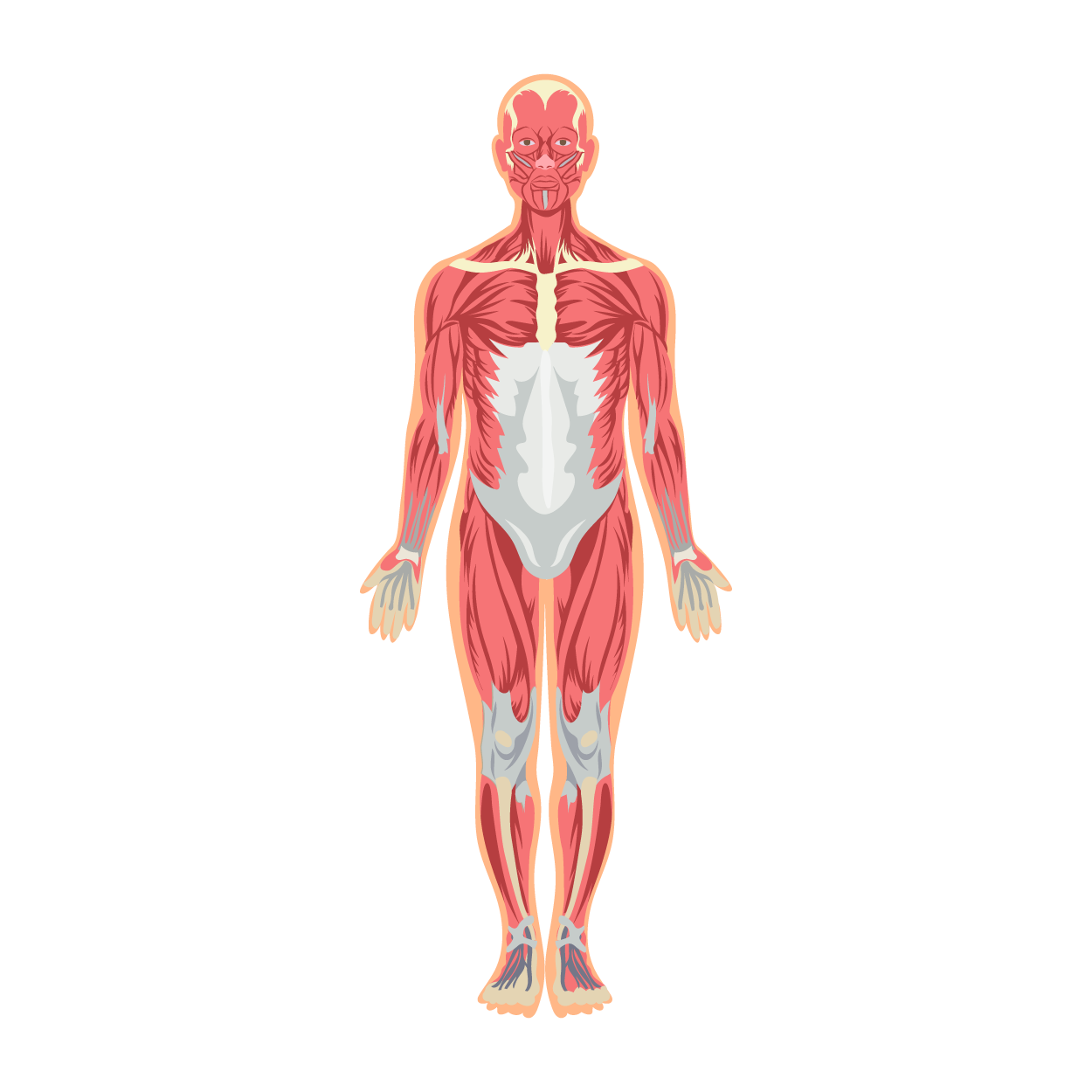 JavaScript: The Muscles